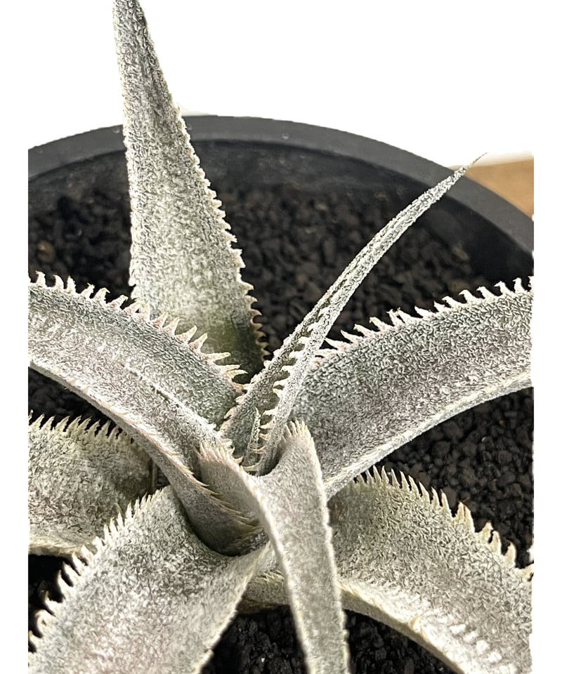 ディッキア マルニエルラポストレイ オオスミ 連棘 dyckia ohsumi ディッキア マルニエルラポストレイ オオスミ 連棘 dyckia ohsumi