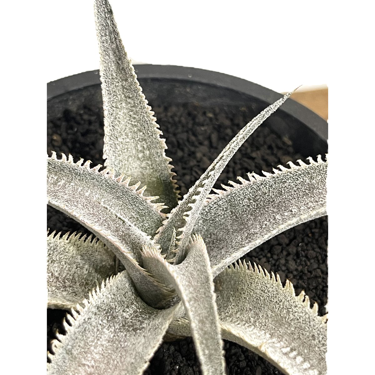 ディッキア マルニエルラポストレイ オオスミ 連棘 dyckia ohsumi