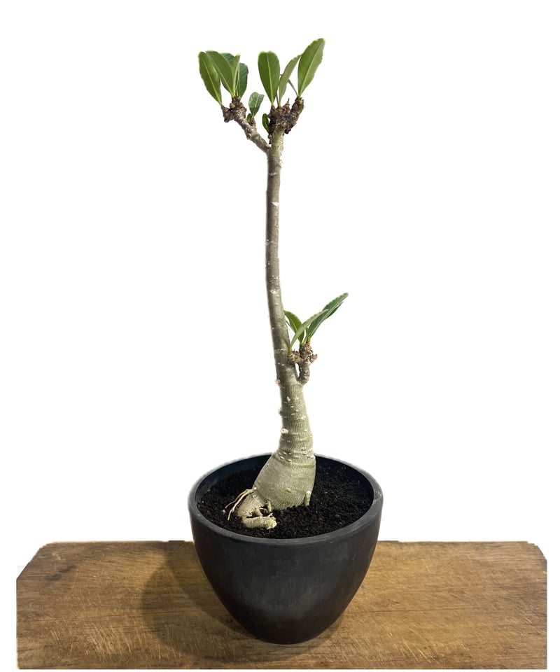 アデニウム 突然変異種 選抜個体「Adenium mutant」7/4-944