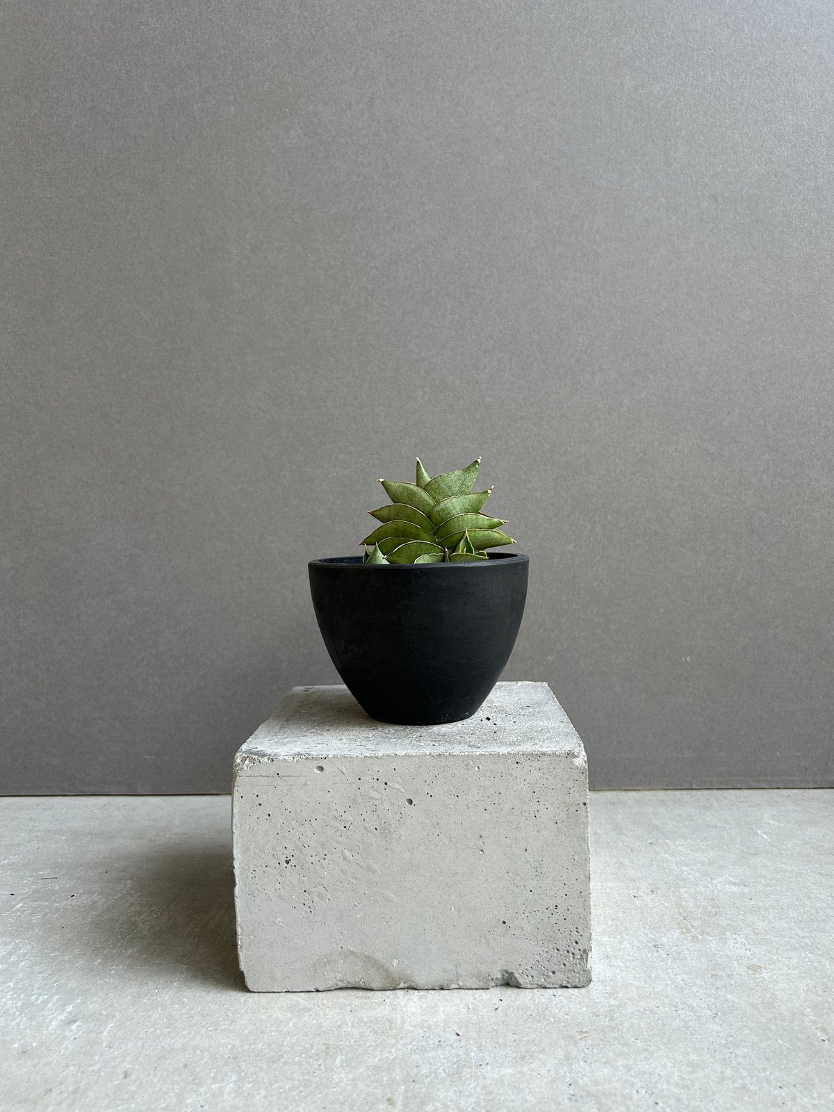 EMP サンセベリア Ruka ルカ / SA321 EMP サンセベリア Ruka ルカ / SA321