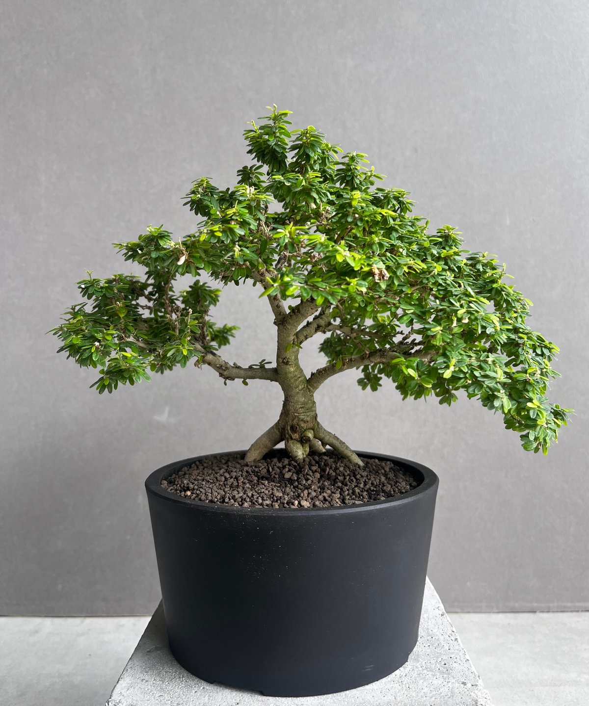 うち” 盆栽 「“UCHI” BONSAI 」64A | SHOUCHIKUEN