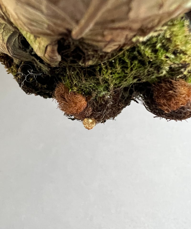 ドリナリア クエルシフォリア '変異種' 「Drynaria quercifolia ドリナリア クエルシフォリア '変異種' 「Drynaria quercifolia