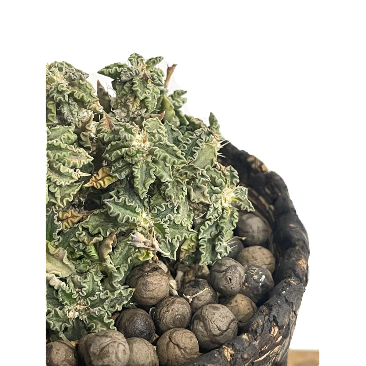 u*e様 ユーフォルビア　トゥレアレンシス ユーフォルビア トゥレアレンシス（実生苗）「 Euphorbia