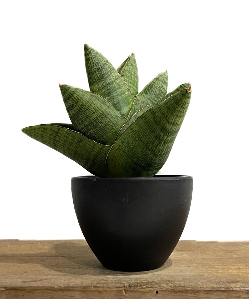 サンスベリア アンドロメダ　大株 サンセベリア アンドロメダ 大株 サンスベリア - サンスベリア新 デザイン