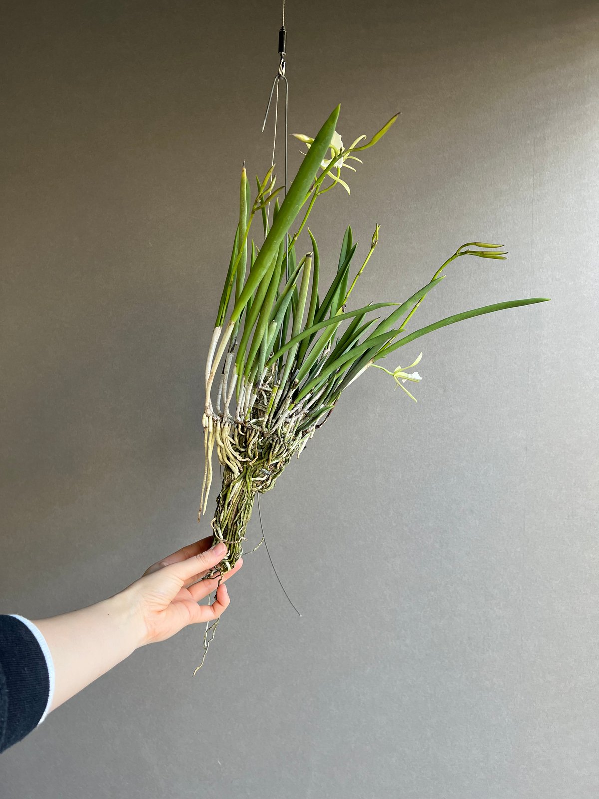 ブラッサボラ ノドサ (アンマン x スーザン フークス