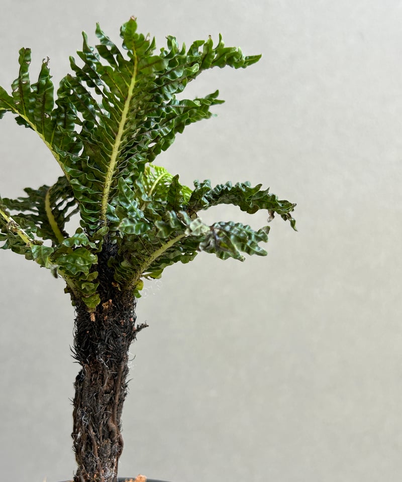 ブレクナム　ギバム　ドワーフ ブレクナム・ギッバム・ドワーフ - Eye's factory