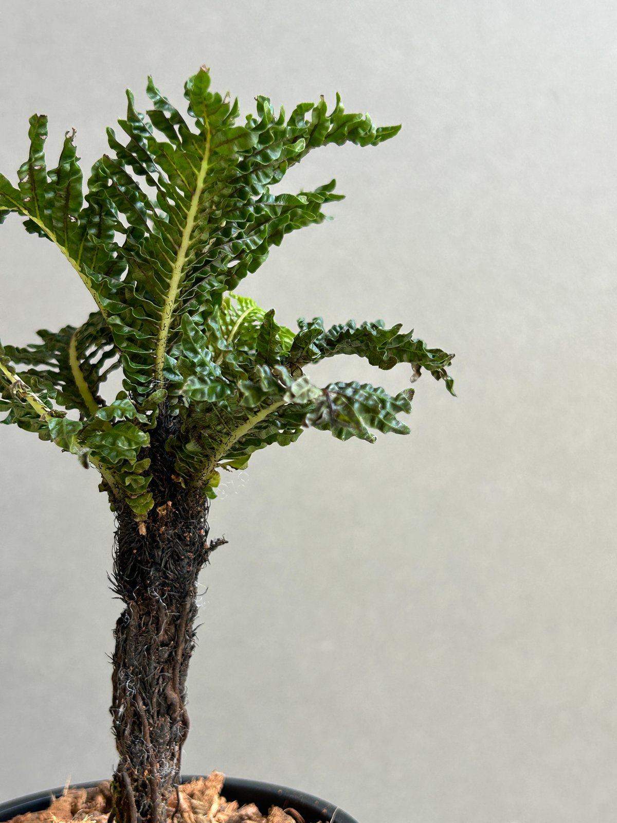 ブレクナム ギッバム ドワーフ 「Blechnum gibbum Dwarf 」91H | S