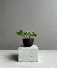 購入不可 チランジア フンキアナクランプ(4頭クランプ) チランジア：フンキアナクランプ板付け（全長約40cm） の通販