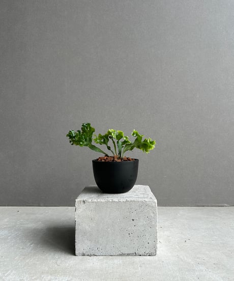 ホリダ × パープソラム　選抜 CATEGORY シダ | SHOUCHIKUEN