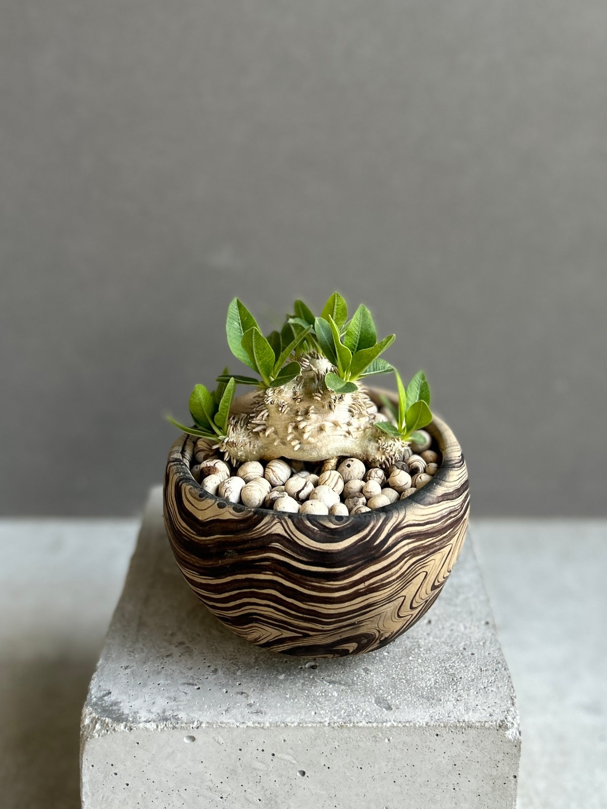 パキポディウム “恵比寿笑い”+ plants monsters pot 「Pachypodi