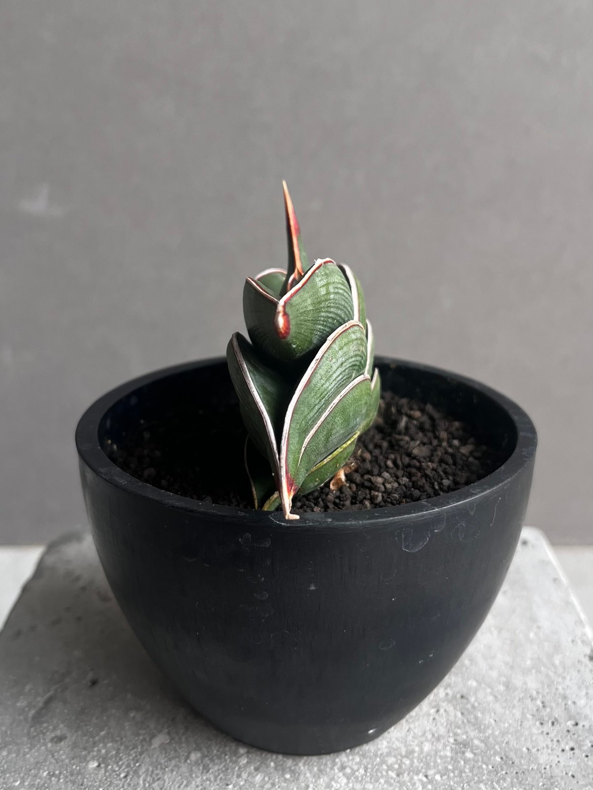 サンセベリア ロリダ 「Sansevieria rorida」57A | SHOUCHIKUEN
