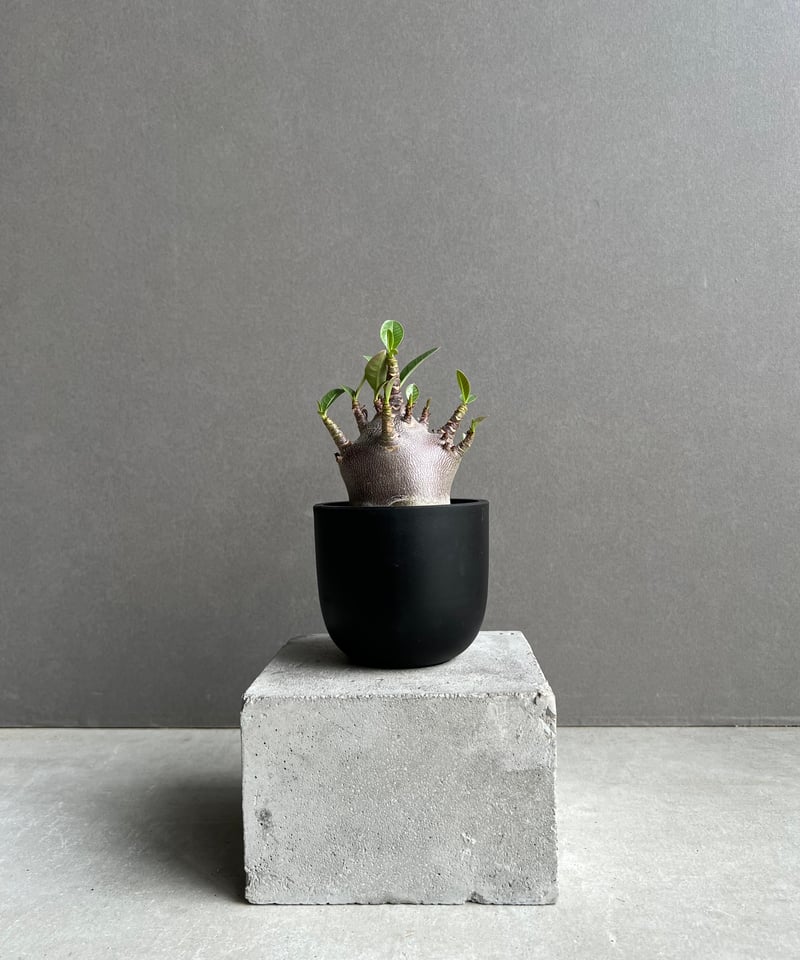 アデニウム アラビカム スーパー ドワーフ “ブラック” 「Adenium