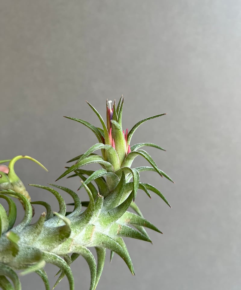 ティランジア バンハイニンギー 「Tillandsia vanhyningii 」93R |