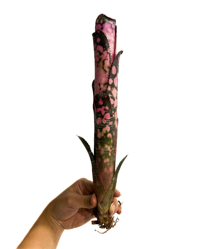 ビルベルギア インセンディアリー デライト「Billbergia Incendiary Del