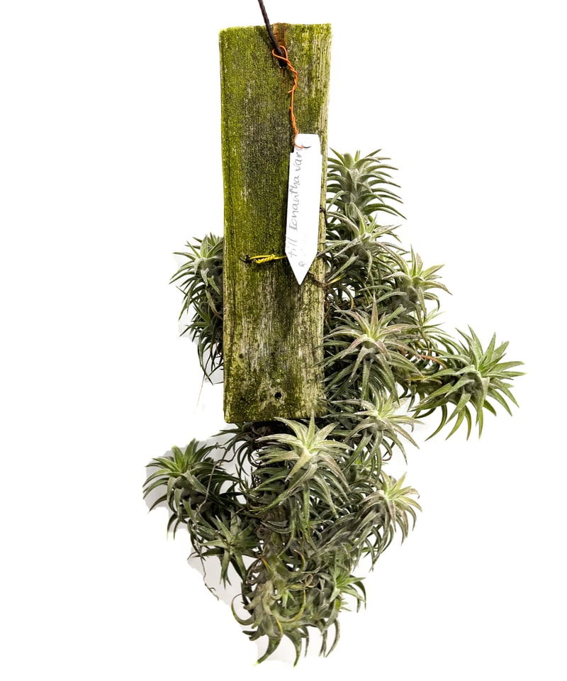 ティランジア イオナンタ バンハイニンギー(クランプタイプ