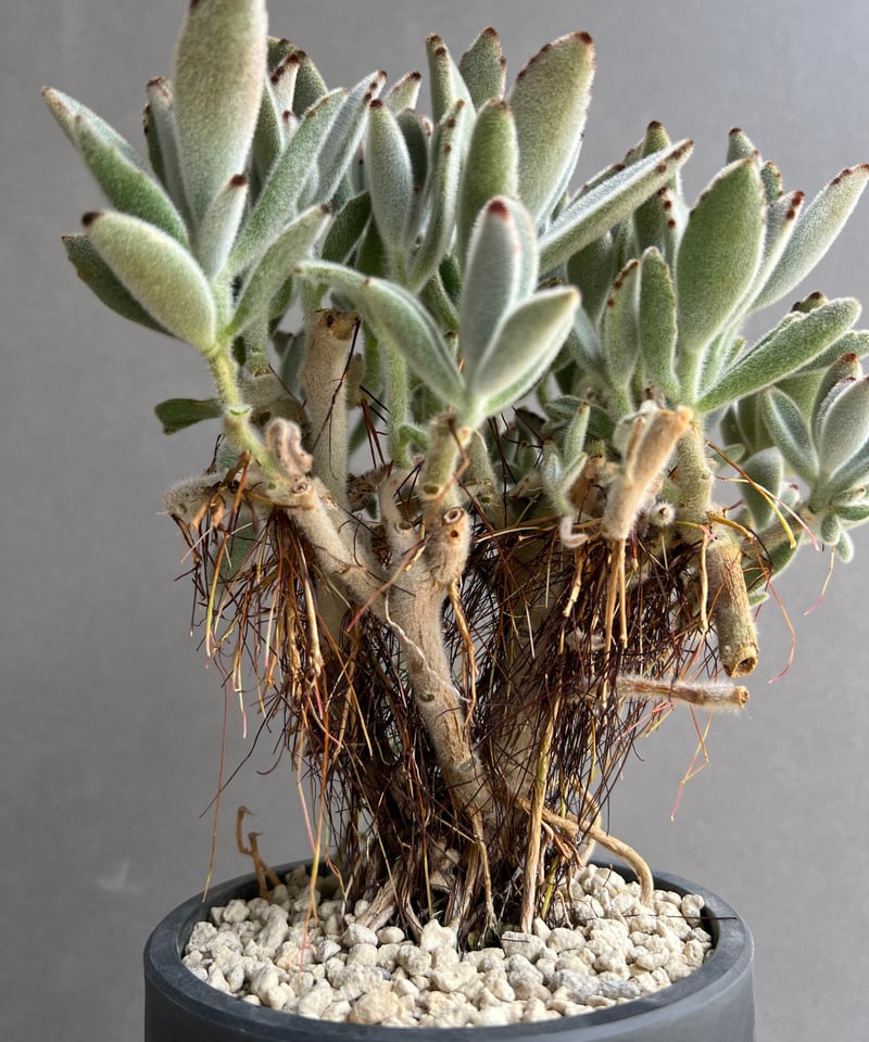 カランコエ 月兎耳（つきとじ） 「Kalanchoe tomentosa」74C | SHOU