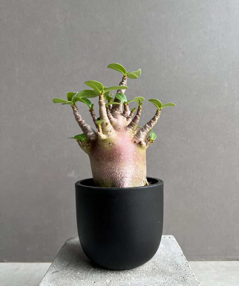 じぇむ アデニウム アラビカム スーパーレッド A-2 鉢植え アデニウム アラビカム スーパー ドワーフ “レッド” 「Adenium
