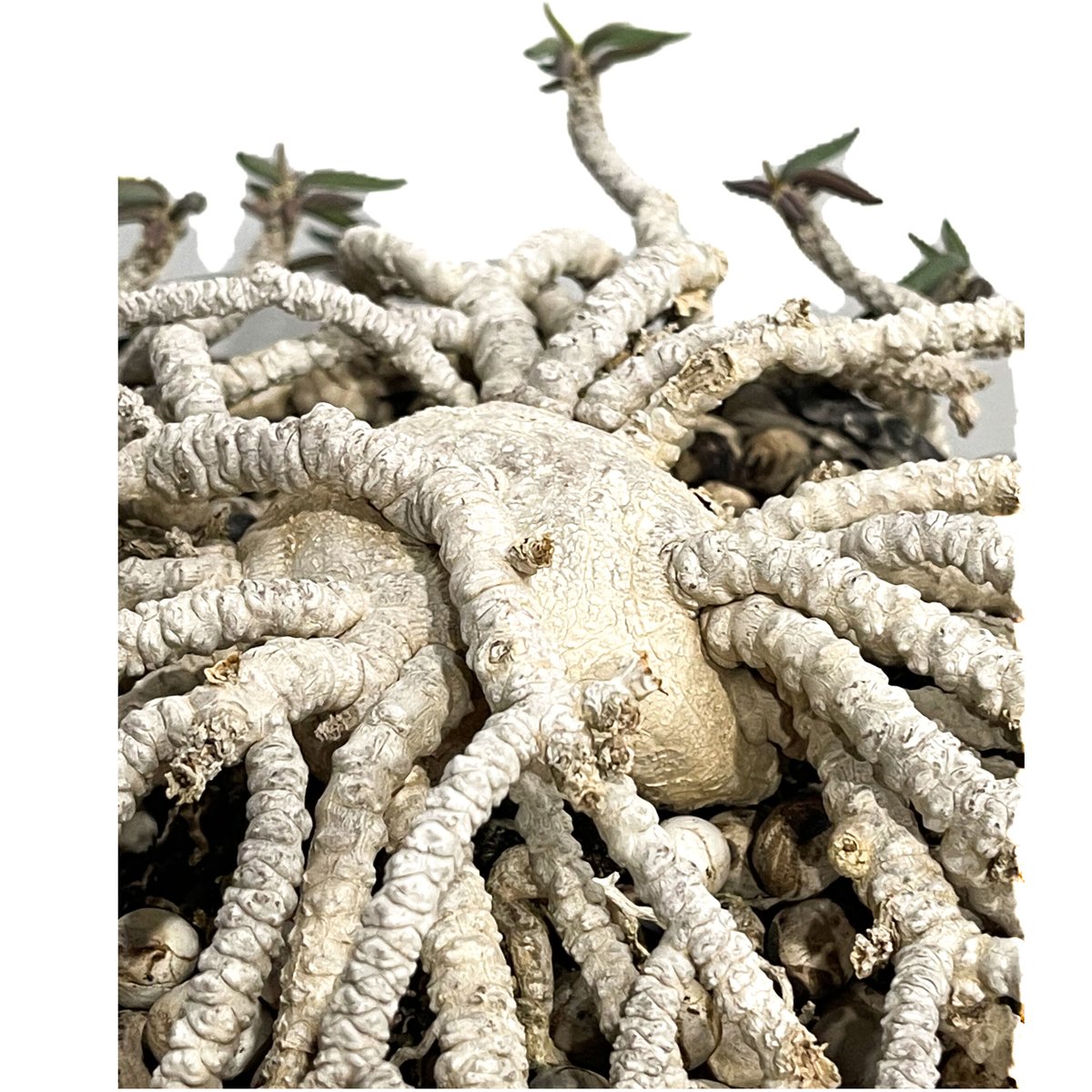 ユーフォルビア キリンドリフォリア+pmp「Euphorbia