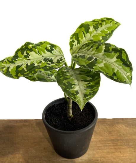 アグラオネマ ピクタム トリカラー「Aglaonema pictum tricolor」1/12