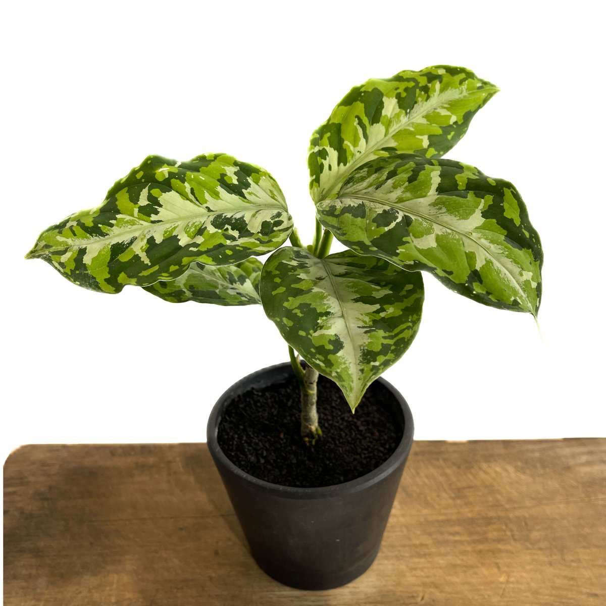 アグラオネマ ピクタム トリカラー「Aglaonema pictum tricolor」1/1...