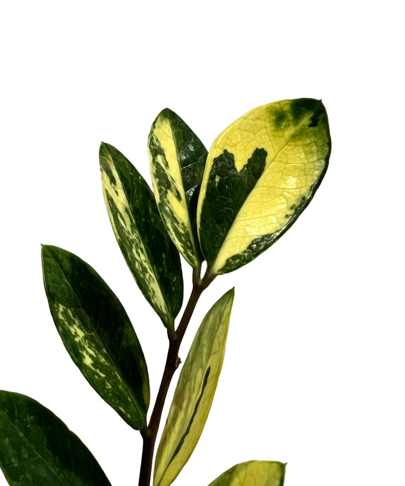 希少 ザミオクルカス 斑入 ザミオクルカス 斑入 「Zamioculcas Zamiifolia Variegated」5