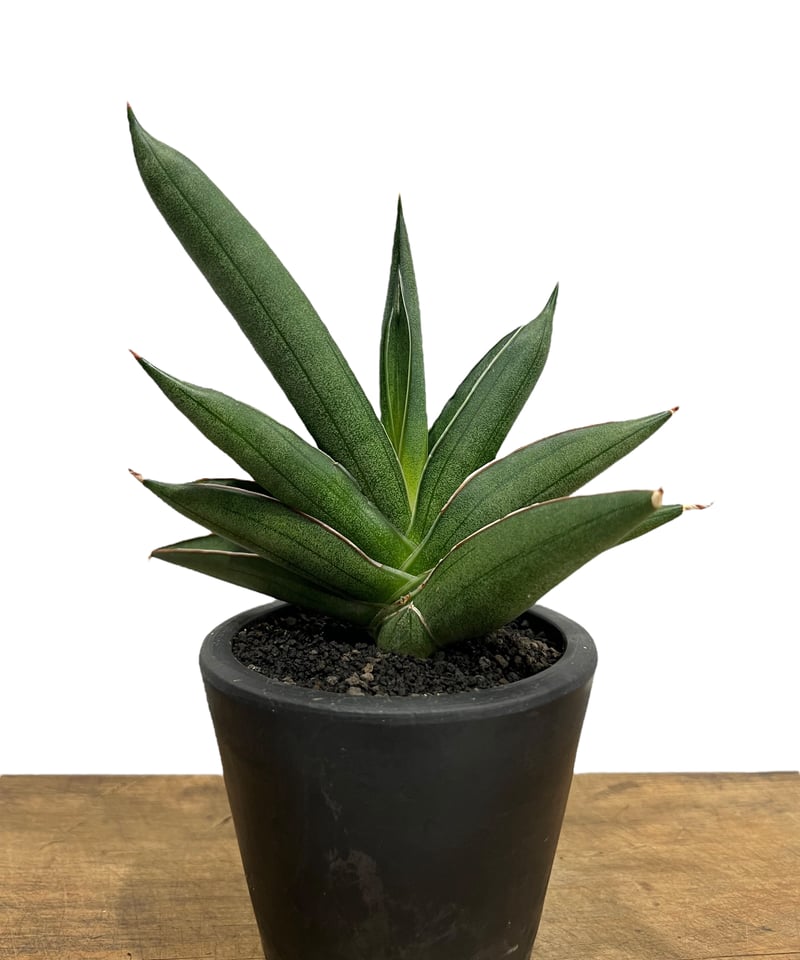 サンセベリア V ハイブリッド「Sansevieria V hybrid」28E-1 | SH...