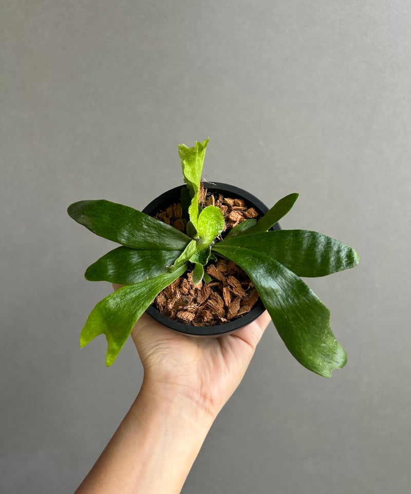 ビカクシダ ゴースト ハンズ 子株 (P. ウィリンキーx P.コロナリウム