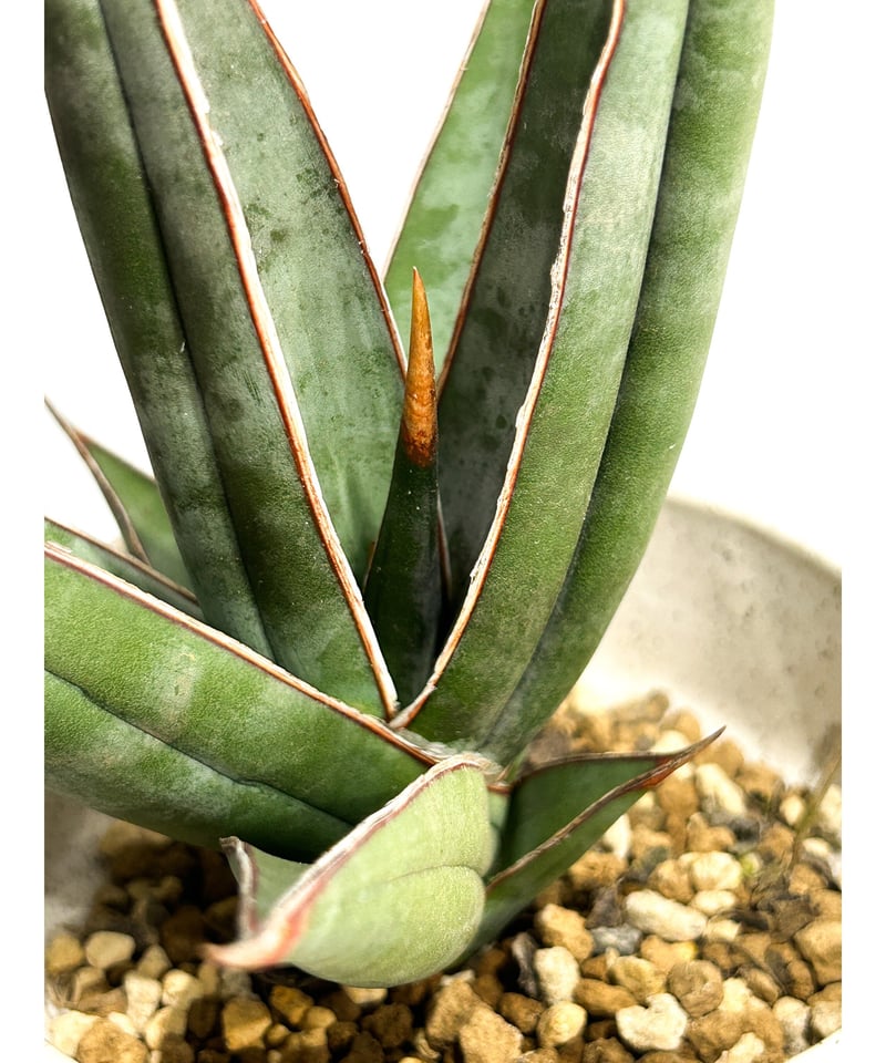 サンセベリア ピングイキュラ ロンギフォリア 「Sansevieria