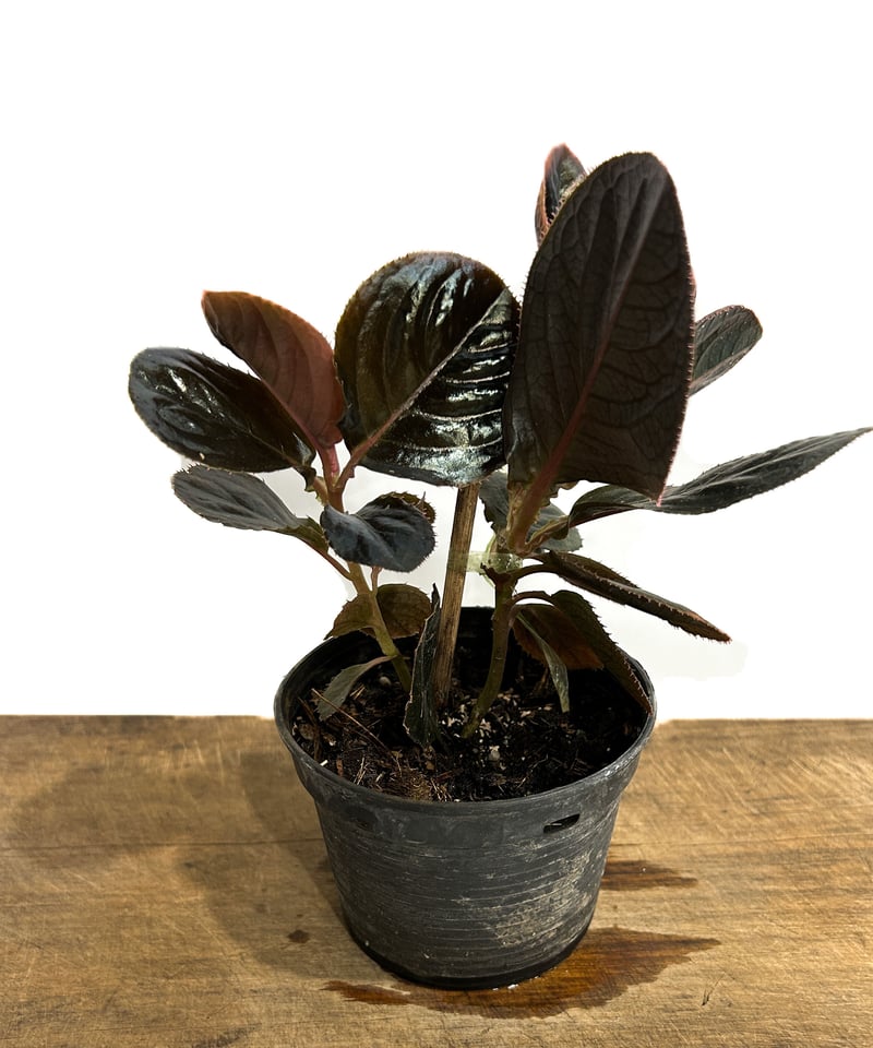 アルディシア sp. (ブラック リーフ)「Ardisia sp (Black Leaf)」6