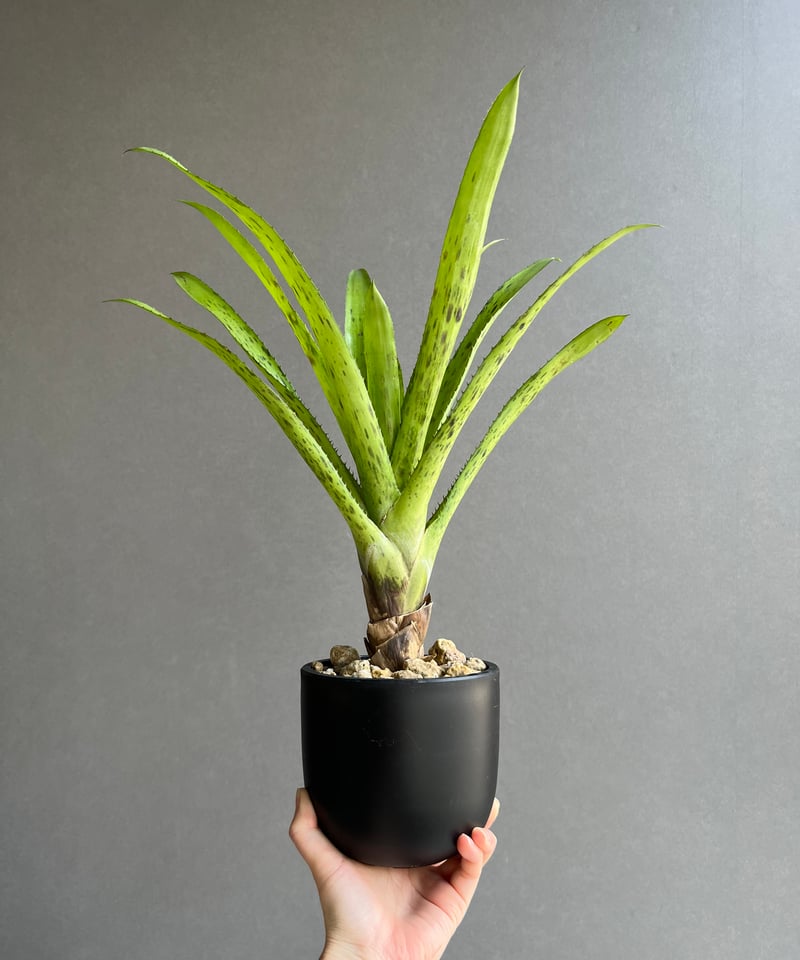 ブロメリア・エアープランツ Aechmea Freckles Aechmea 'Freckles' cv. of organensis | Panus