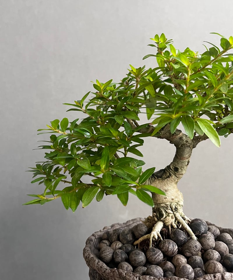うち” 盆栽 + plantsmonsters pot 「“UCHI” BONSAI」66