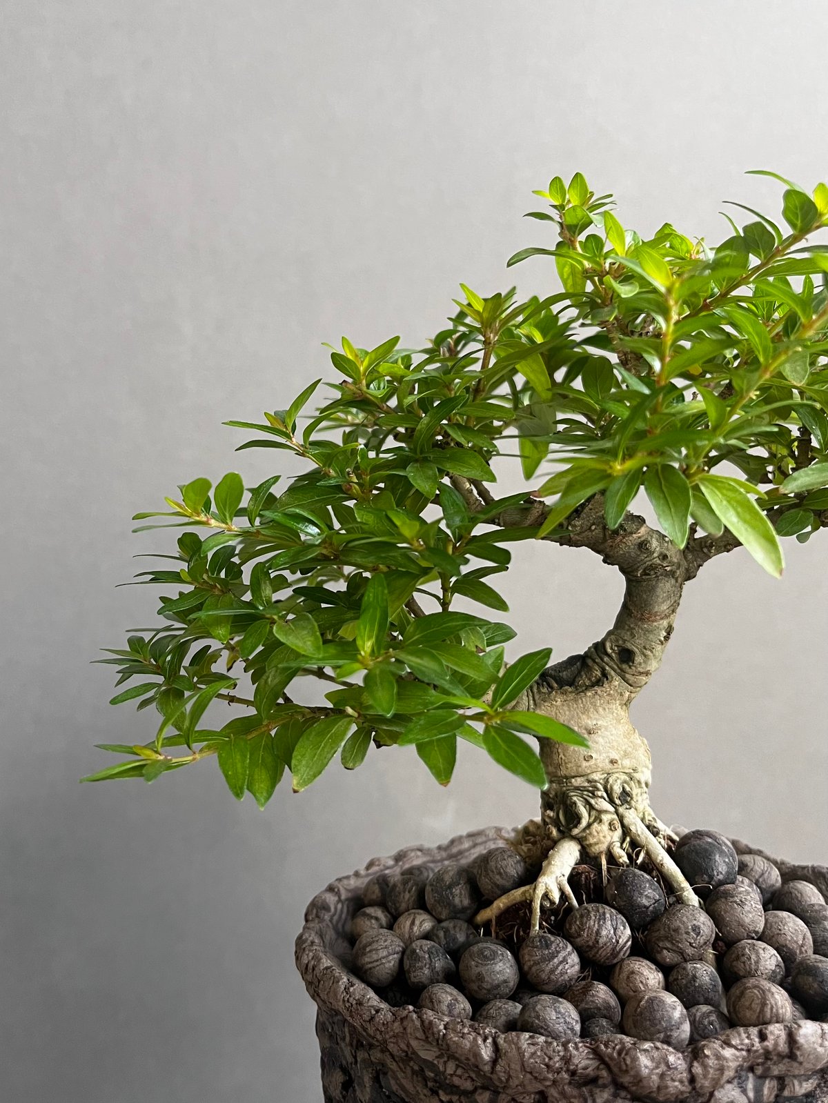 盆栽 upyh0ccmpri31hhvmd08 うち” 盆栽 + plantsmonsters pot 「“UCHI” BONSAI」66