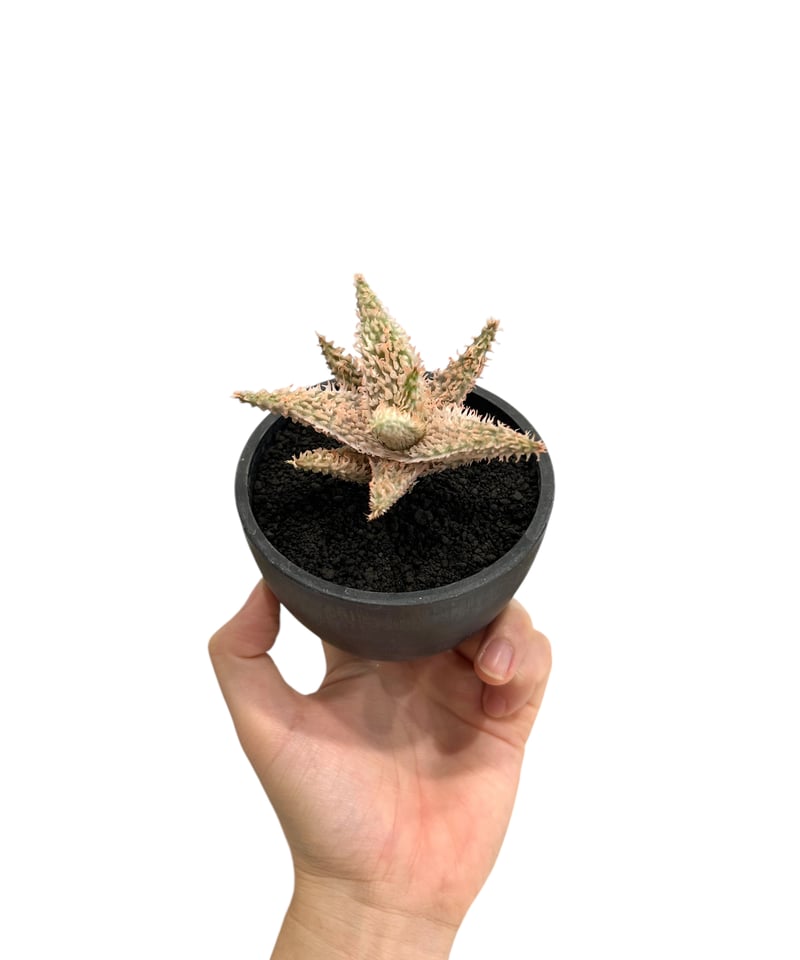 アロエ テンプラ 「Aloe Tempra」37T | SHOUCHIKUEN アロエ テンプラ 「Aloe Tempra」37T | SHOUCHIKUEN