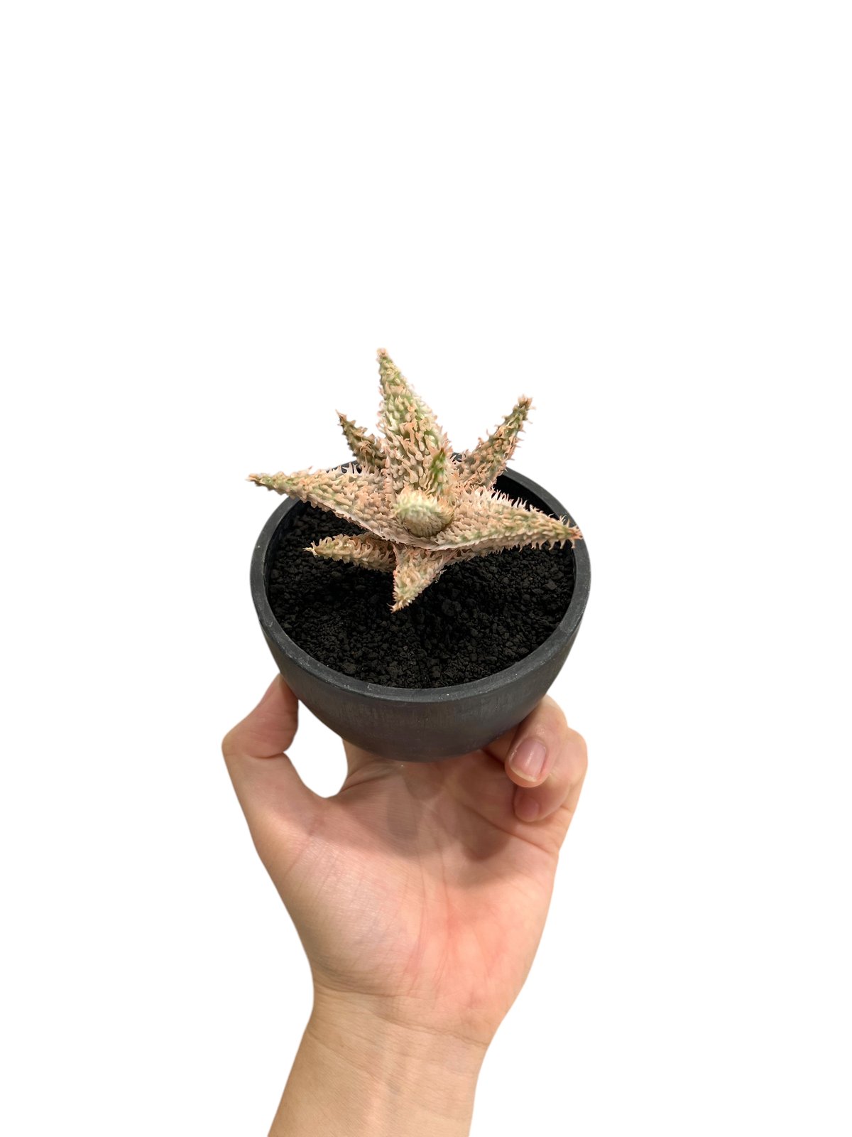 アロエ テンプラ 「Aloe Tempra」37T | SHOUCHIKUEN