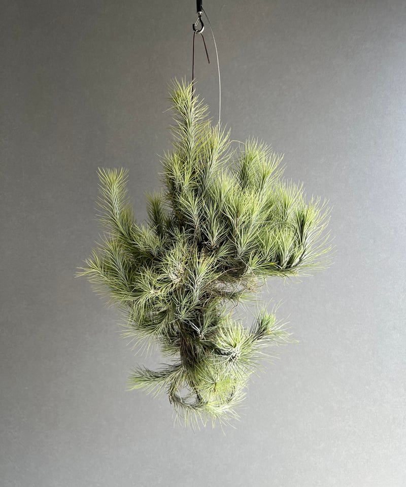 ティランジア フンキアナ クランプ 「Tillandsia funckiana clump」8