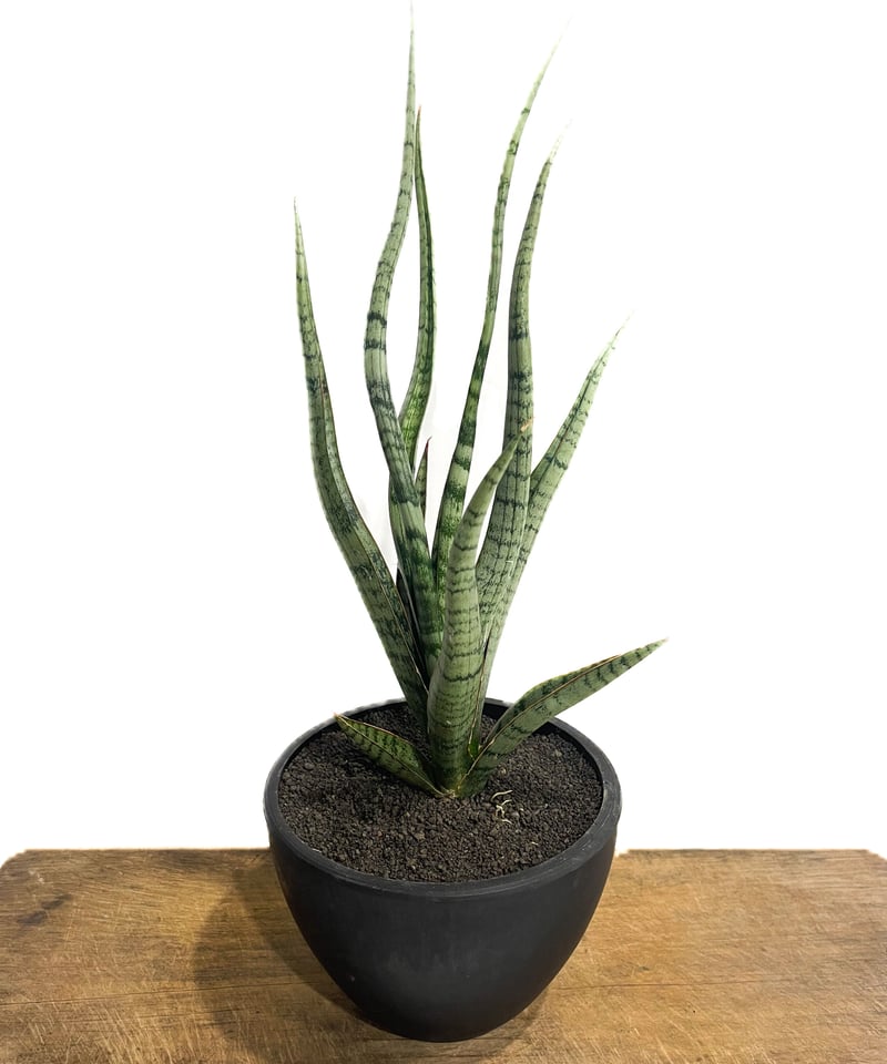 サンセベリア コヨーテ 「Sansevieria Coyote」6/1-705 | SHOUC