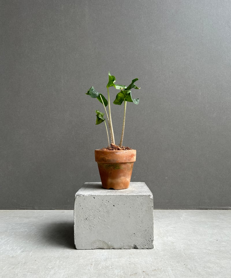 アロカシア フラミンゴ “変異種”+terracotta pot 「Alocasia Flam