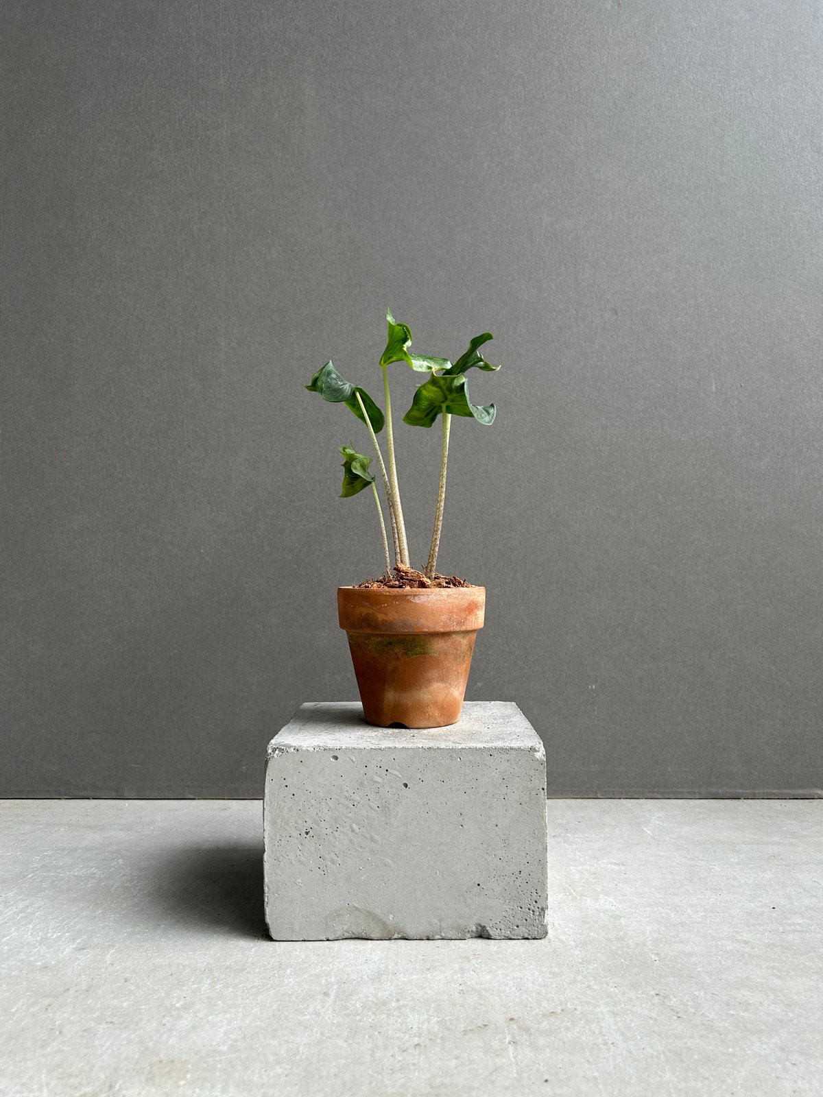 アロカシア フラミンゴ “変異種”+terracotta pot 「Alocasia Flam