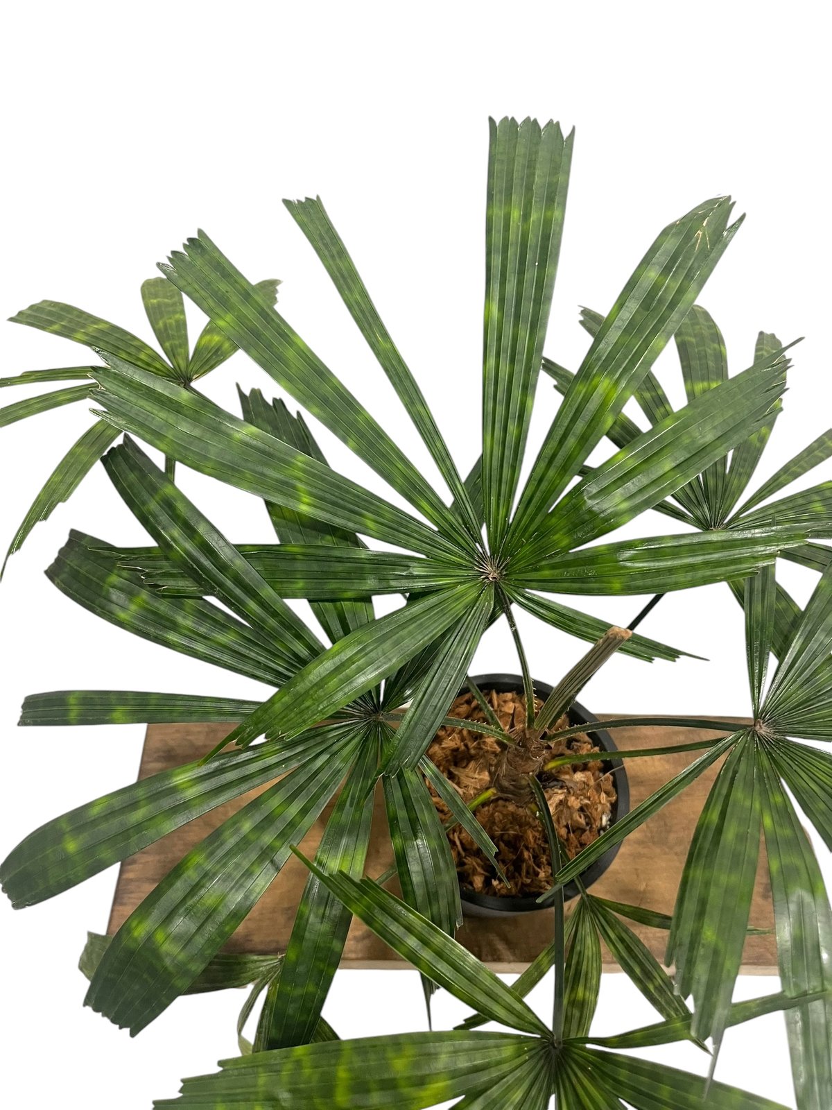 ボルネオ原産　Licuala mattanensis 'Mapu'　リクアラマプ ▪️Plants Buyer's Talk ▪️ Licuala mattanensis 'Mapu