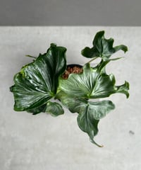 サンセベリア ベンジャロン「Sansevieria Benjarong」60D-1 | SHO
