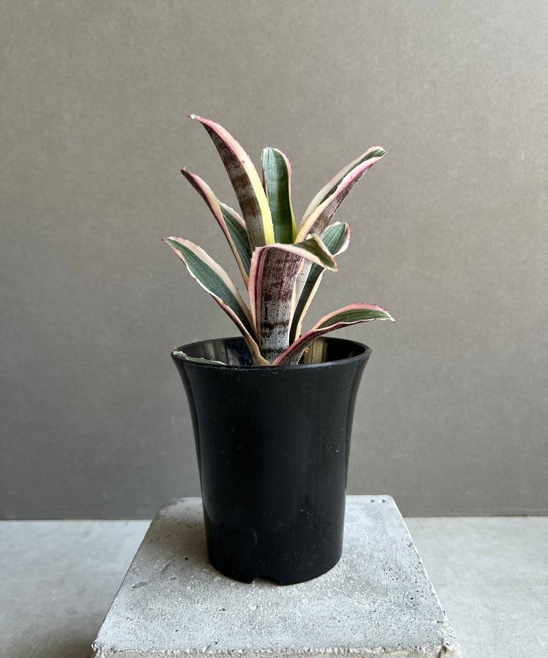 エクメア オットー 「Aechmea Otto」29A | SHOUCHIKUEN