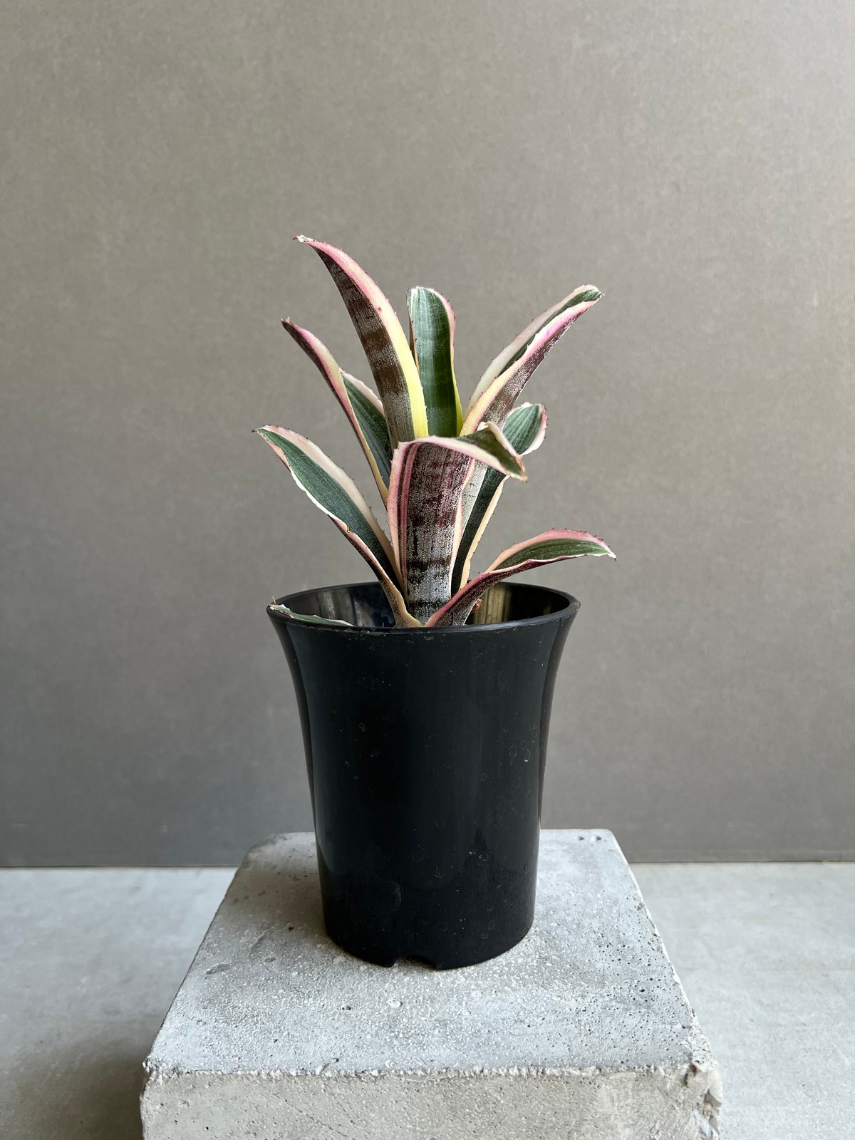 エクメア オットー 「Aechmea Otto」29A | SHOUCHIKUEN エクメア オットー 「Aechmea Otto」29A | SHOUCHIKUEN