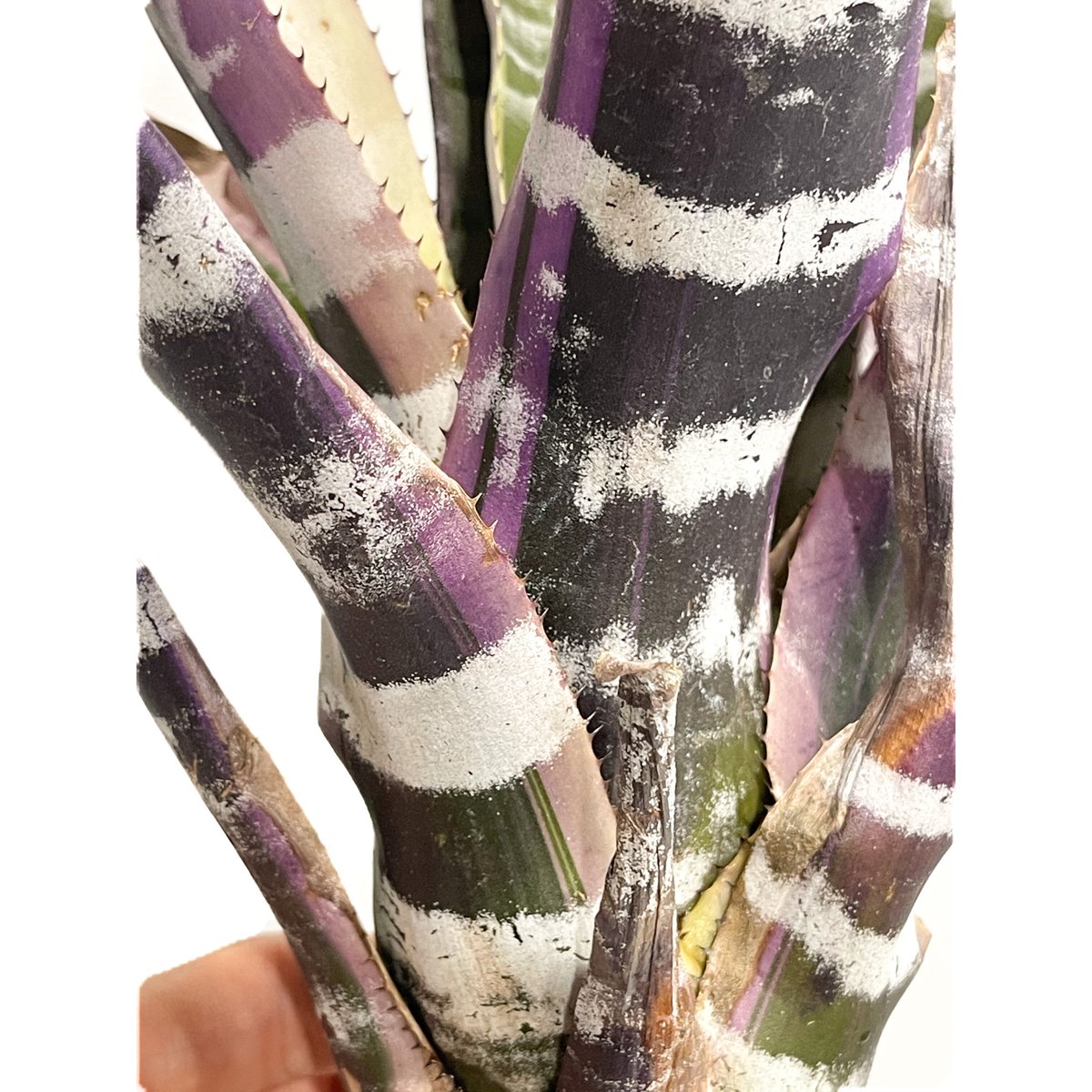 エクメア オットー「Aechmea Otto」5/29-627 | SHOUCHIKUEN