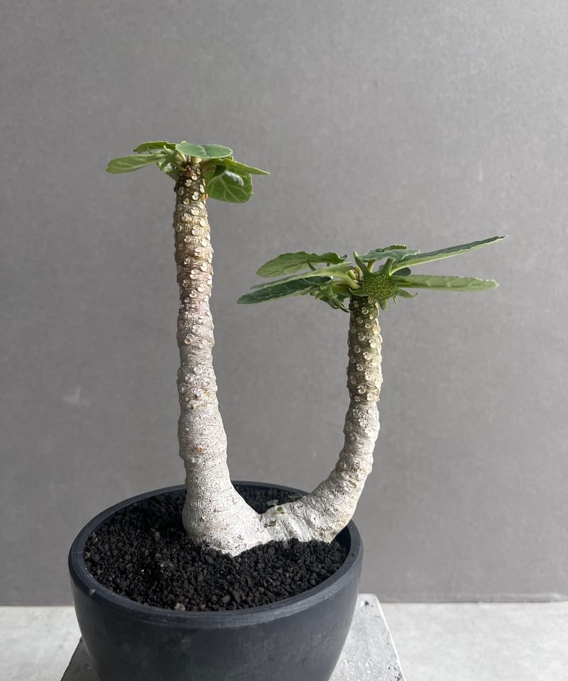 ドルステニア フォエチダ “多頭タイプ” 「Dorstenia foetida」12D | S