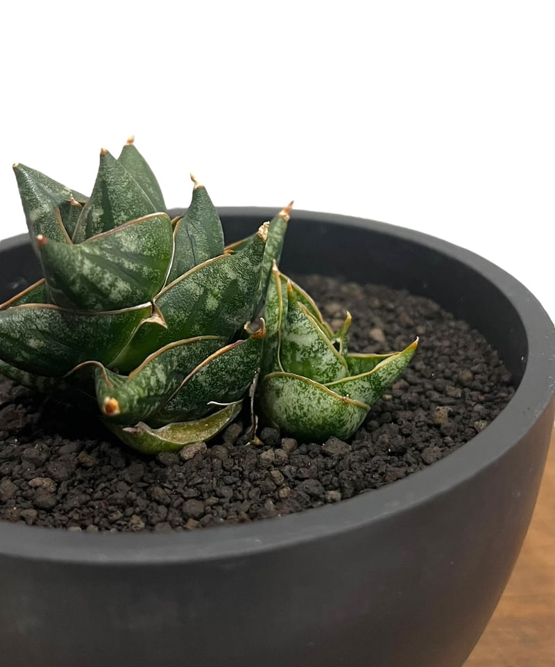 サンセベリア ニラパット 「Sansevieria Nilaphat (by Unyamane