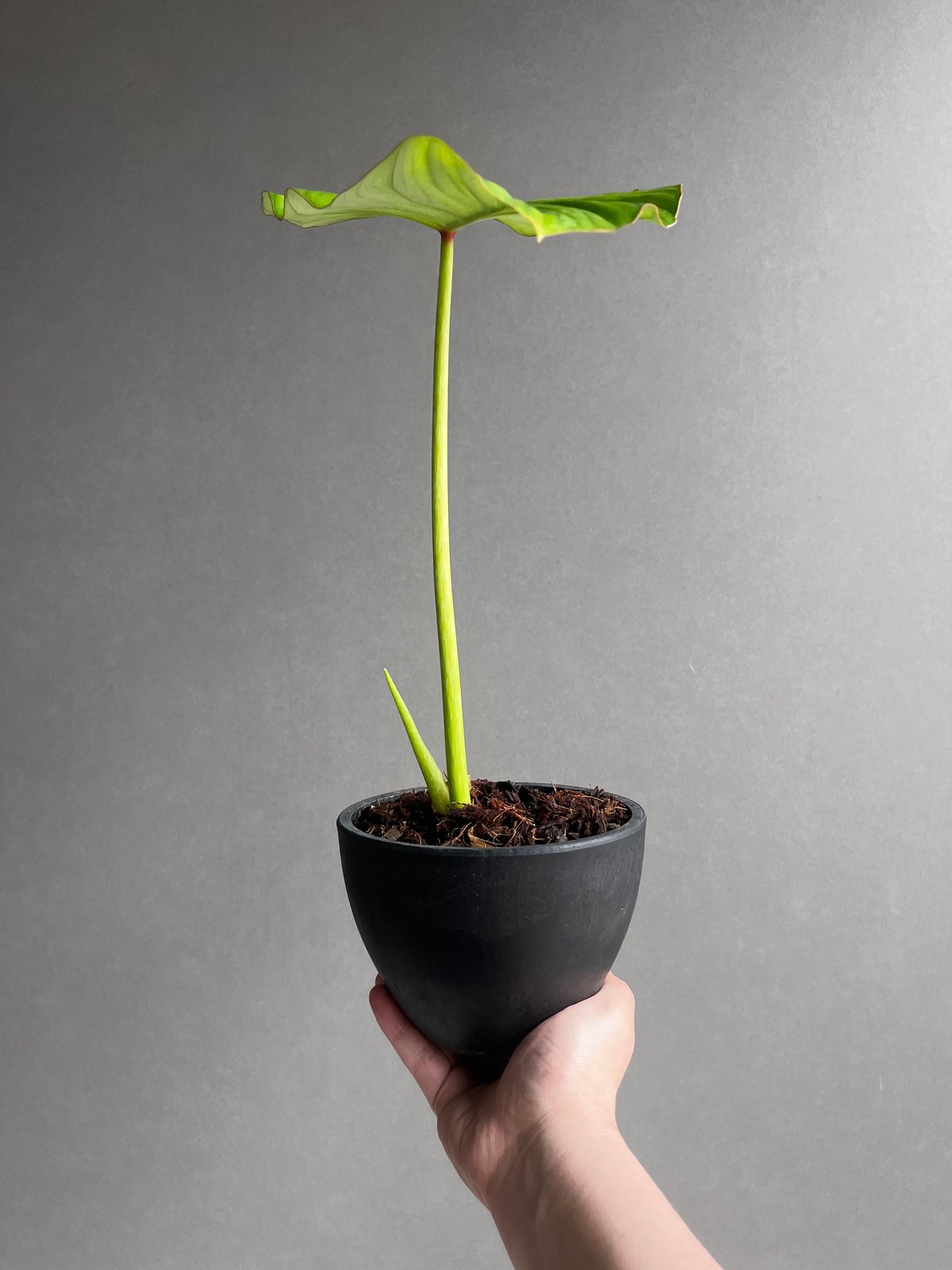 フィロデンドロン ペルタツム 「Philodendron peltatum」24Z | SHO
