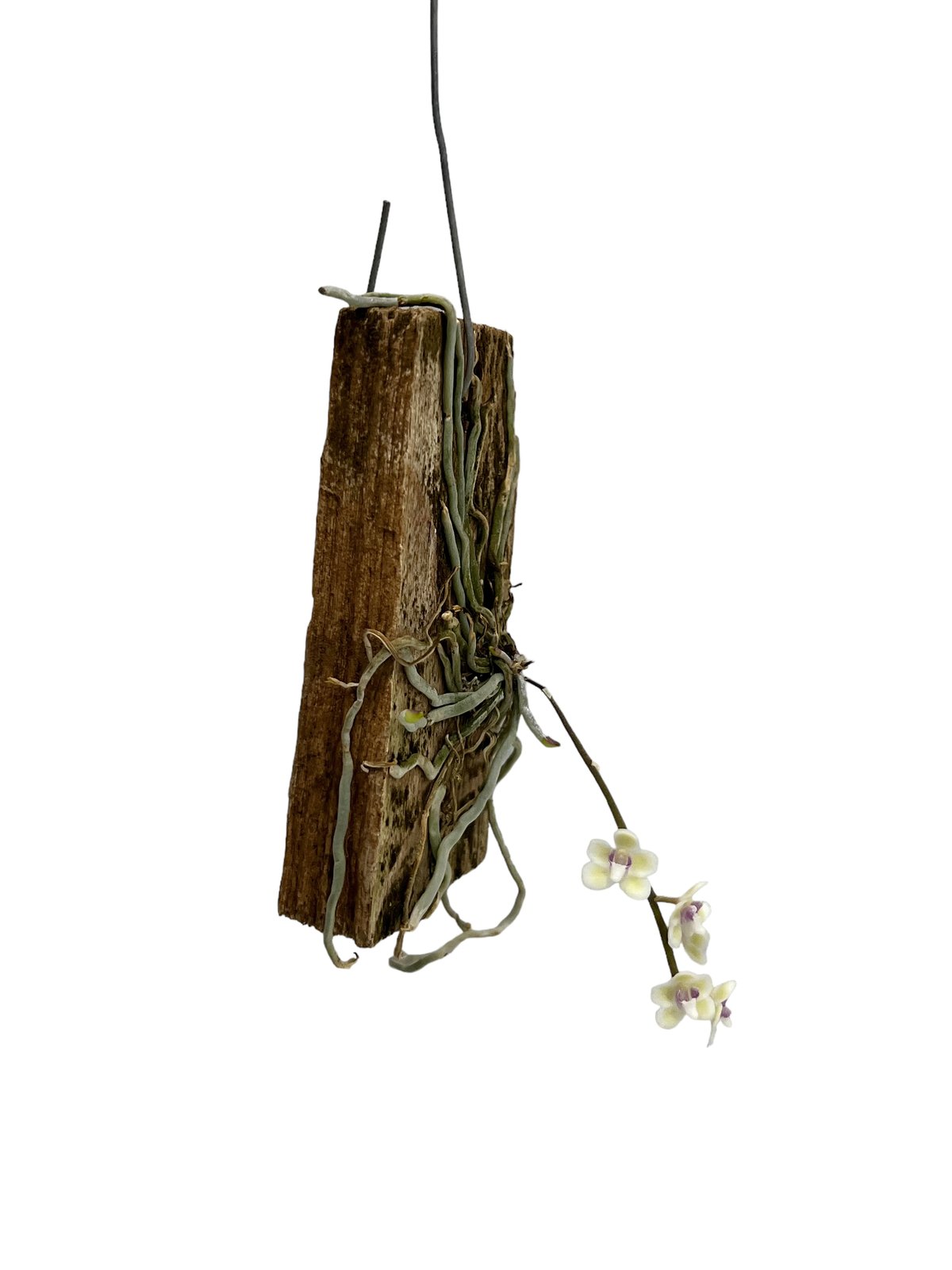 キロスキスタ sp. サクラ(桜) 「Chiloschista sp. Sakura」8J |