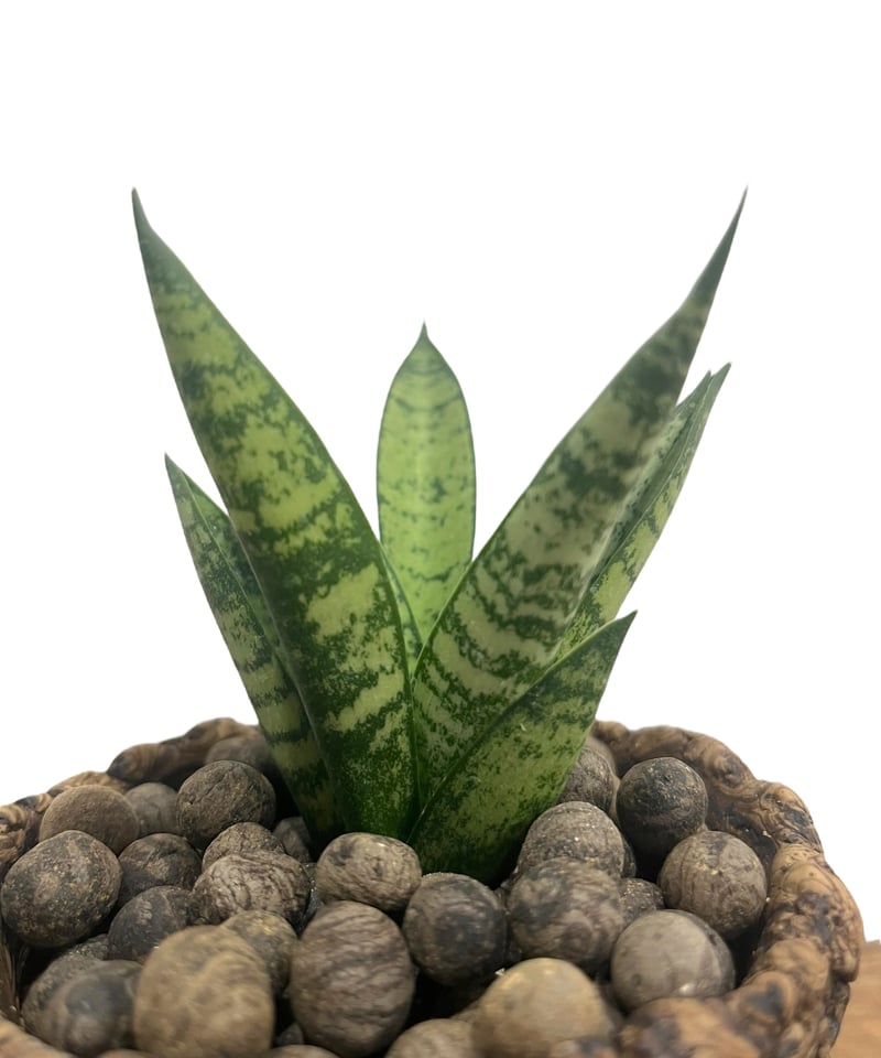サンセベリア マニー タワー + plantsmonsters pot 「Sansevieri