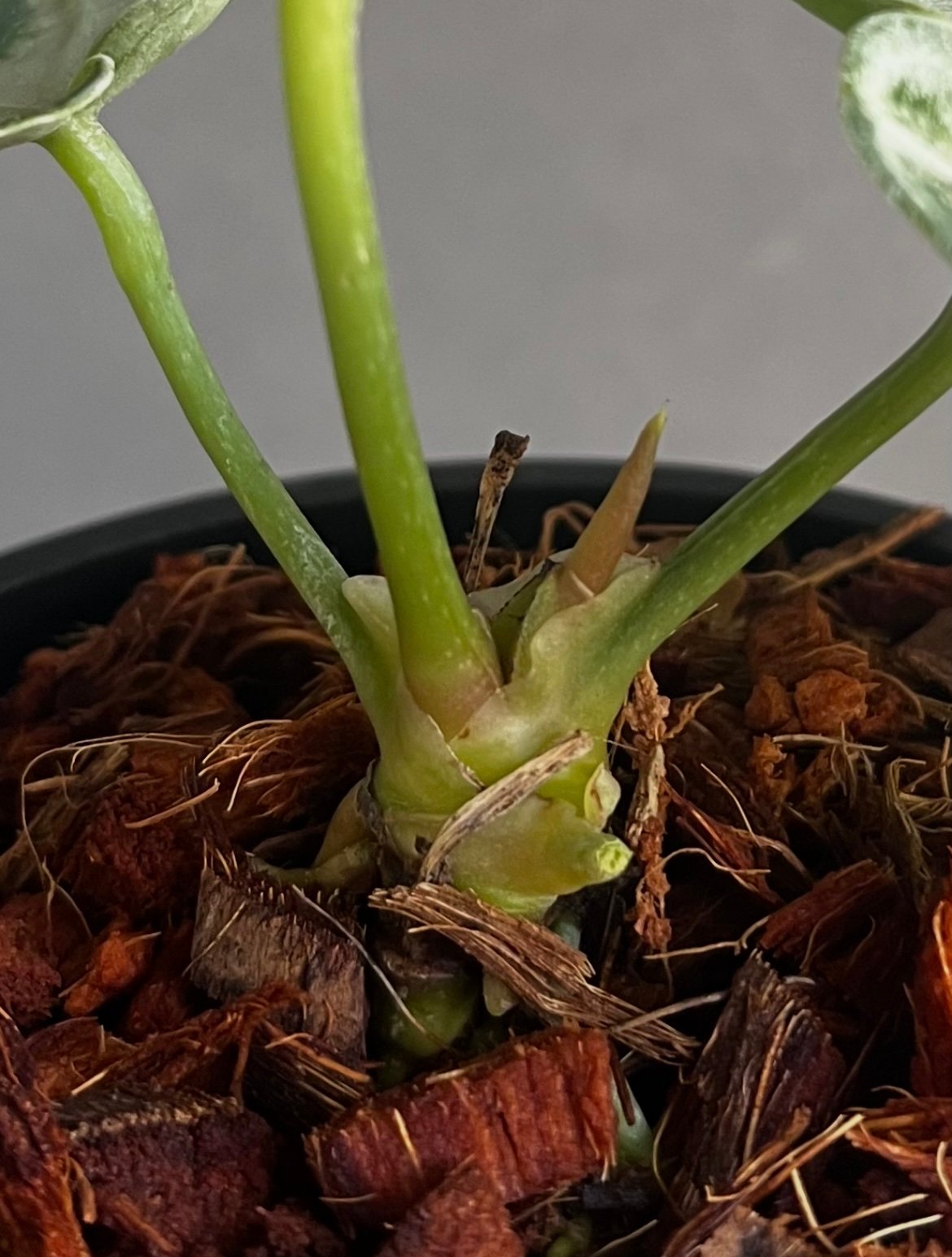 59 アンスリウム　ドラヤキシルバー　スーパーラウンド　超美株 59 アンスリウム ドラヤキシルバー スーパーラウンド 超美株