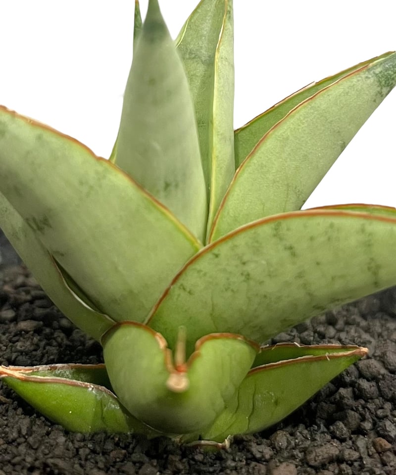 サンセベリア サイクロン 「Sansevieria Cyclone (from Unyama